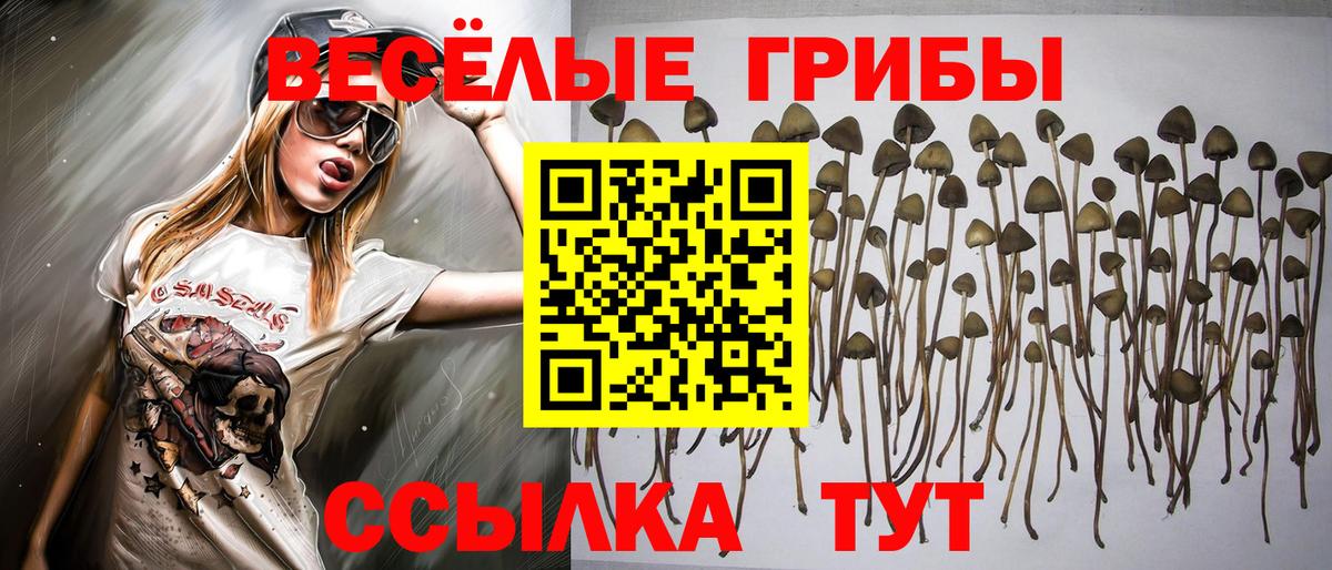 Псилоцибиновые грибы Cubensis Сегежа